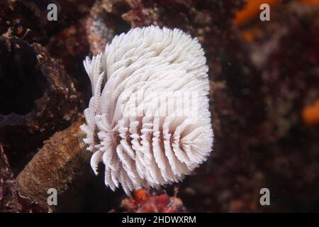 Ein weißer Federstaub-Wurm oder ein riesiger Fanwurm (Sabellastarte longa) ragt unter Wasser aus dem Rohr. Stockfoto