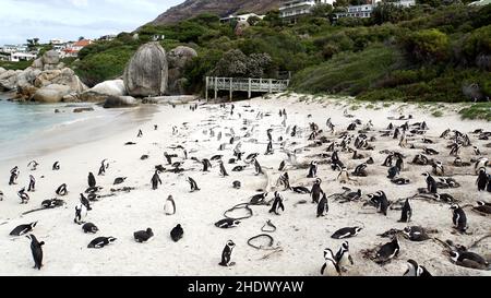 pinguin, Boulders Beach, Pinguine Stockfoto