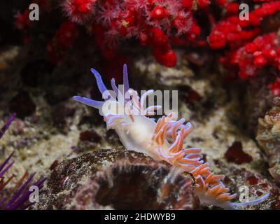 Korallen-Nudibranch unter Wasser (Phyllodesmium horridum), der sich auf dem Riff bewegt, das mit seinem Kopf nach oben reicht. Orangefarbener Körper, gebogene Cerata mit orangefarbener Färbung. Stockfoto