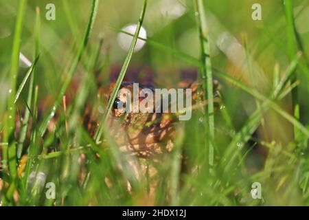 Ausblenden, Kröten, Verstecken, Kröten Stockfoto