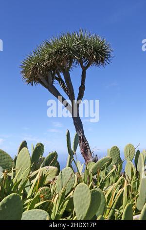 Kaktus, Drachenbaum, Drachenbäume Stockfoto