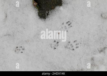 Wanderratte, Trittsiegel, Fährte, Spurengruppe im Schnee, Wander-Ratte, Ratte, Ratten, Rattus norvegicus, Ratte, Ratte, Track, Schild, Rat Surmulot Stockfoto