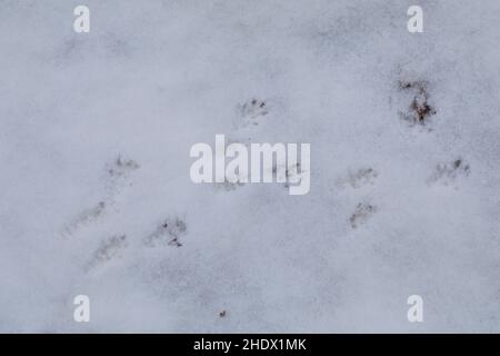 Wanderratte, Trittsiegel, Fährte, Spurengruppe im Schnee, Wander-Ratte, Ratte, Ratten, Rattus norvegicus, Ratte, Ratte, Track, Schild, Rat Surmulot Stockfoto