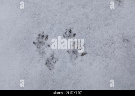 Wanderratte, Trittsiegel, Fährte, Spurengruppe im Schnee, Wander-Ratte, Ratte, Ratten, Rattus norvegicus, Ratte, Ratte, Track, Schild, Rat Surmulot Stockfoto