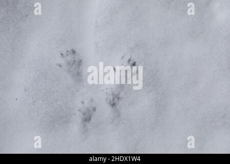 Wanderratte, Trittsiegel, Fährte, Spurengruppe im Schnee, Wander-Ratte, Ratte, Ratten, Rattus norvegicus, Ratte, Ratte, Track, Schild, Rat Surmulot Stockfoto