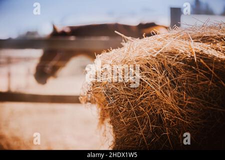 Auf dem Hof gibt es einen Ballon aus trockenem Heu für die Fütterung von Vieh, und im Hintergrund gibt es ein Paddock mit einem Pferd, das an einem sonnigen Tag darin grast. Agri Stockfoto