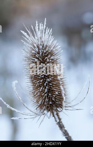 Wilde Karde, Karde, Karden, Fruchtstand im Winter bei Eis und Schnee, Dipsacus fullonum, Dipsacus sylvestris, Fuller's Teel, Wild Teel, Teelöffel, CO Stockfoto