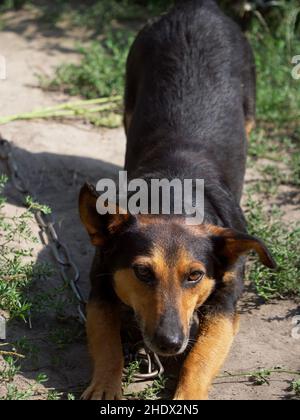 Ein ausgezüchteter kleiner Hund an einer Kette. Porträt eines Tieres. Stockfoto