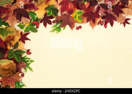 Herbstblatt- und Beerenobstumrandung auf cremefarbenem Hintergrund. Natürliche Zusammensetzung für den Herbst und Thanksgiving. Draufsicht, flach liegend, Kopierbereich. Stockfoto