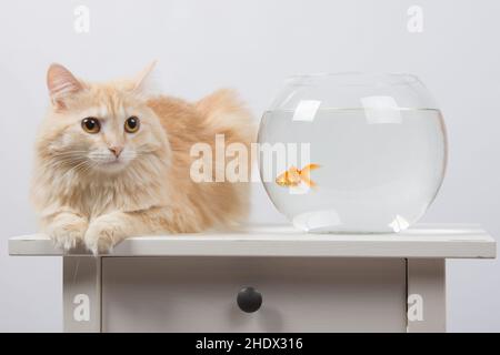 haustiere, Katzen, Goldfische, Haustiere, Katzen, Goldfische Stockfoto