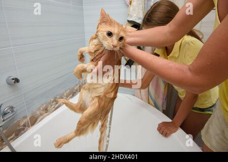 Katze, Sauberkeit, Waschen, Katzen, Waschen Stockfoto