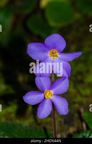 Vertikale Aufnahme von blühenden lila Rosette Königskerze Blumen Stockfoto