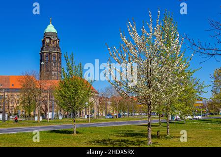 Baumblüten, dresden, neues Rathaus, Blüten, dresdner, Neues Rathaus Stockfoto