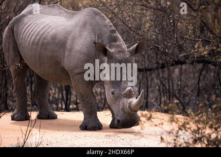 Ein junges weißes Nashorn, das auf der unbefestigten Straße vor der Kamera steht Stockfoto