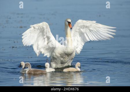 schwan, Schwanenfamilie, tollenser See, Schwäne, Schwanenfamilien Stockfoto