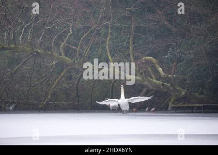 Der stumme Schwan (Cygnus olor) steht auf einem eisbedeckten Becken mit offenen Flügeln und einem gefallenen Baum im Hintergrund. Stockfoto