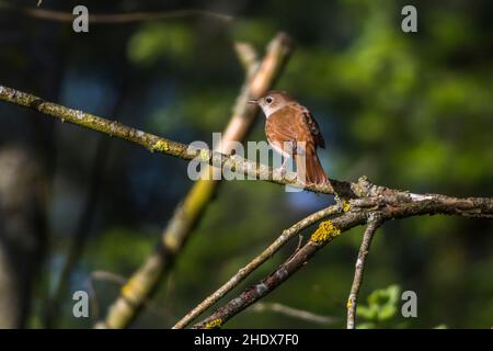 nachtigall, gewöhnliche Nachtigall, luscinia megarhynchos, rufous Nachtigall Stockfoto