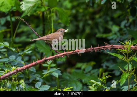 nachtigall, gewöhnliche Nachtigall, luscinia megarhynchos, rufous Nachtigall Stockfoto