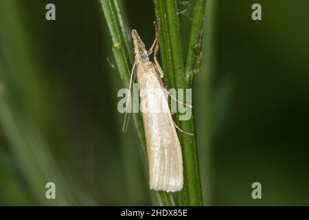 Crambus perlella Stockfoto