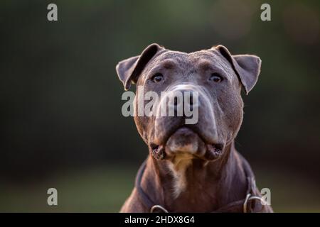 amerikanischer Pitbull Terrier, amerikanischer Pitbull Terrier Stockfoto