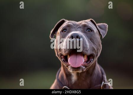 amerikanischer Pitbull Terrier, amerikanischer Pitbull Terrier Stockfoto