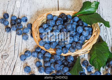 prunus spinosa, Schlehe, prunus spinosas, Schlehe Stockfoto