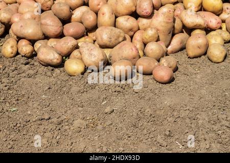 Kartoffel, Kartoffelernte, rohe Kartoffeln, Kartoffelernte Stockfoto