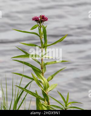 Joepyeweed am Rande des Phantom Lake im Crex Meadows State Wildlife Area in Grantsburg, Wisconsin, USA. Stockfoto