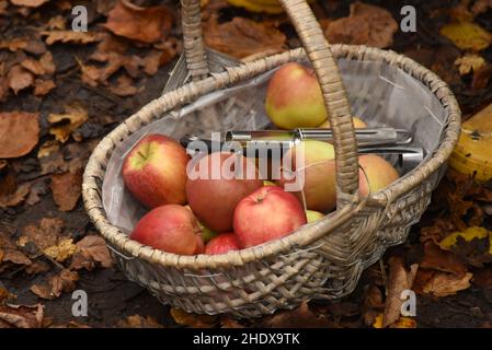 Äpfel in einem Korb Stockfoto