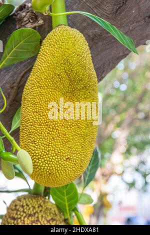 Reife Jackfruits auf einem Baum in der Natur Stockfoto