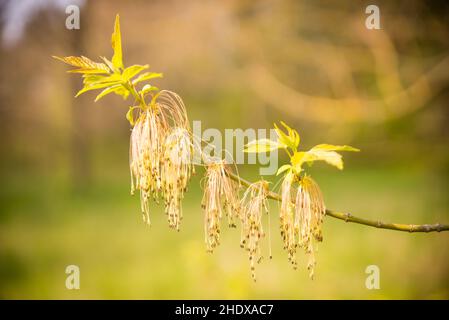 Samen, Ahornasche, Kraut, Samen, Aussaat, Ahornaschen Stockfoto