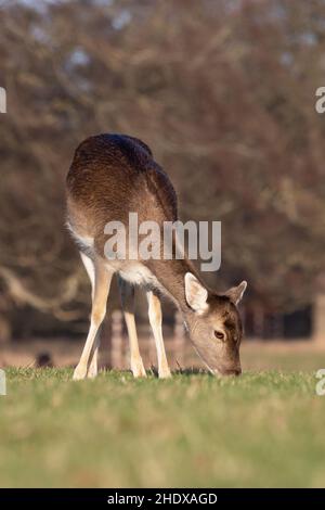 Damadama (Damadama) Holkham Norfolk GB Großbritannien Januar 2022 Stockfoto