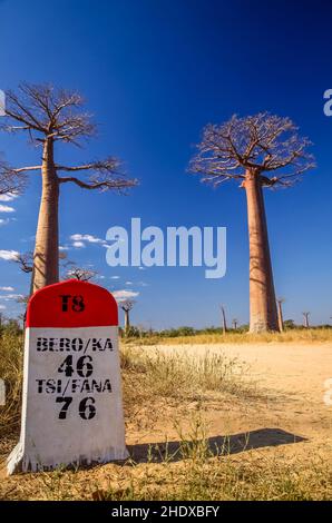 Schild, Baobab Baum, madagaskar, Schilde, Baobab Bäume, Madagascars Stockfoto