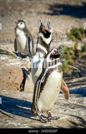 magellan-Pinguin, punta tombo, magellan-Pinguine Stockfoto