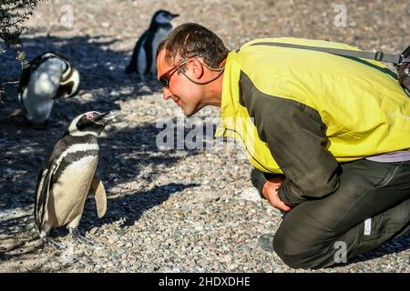 Kontaktaufnahme, punta tombo, Magellanic Pinguin Stockfoto