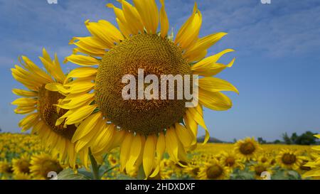 Nahaufnahme der Sonnenblume im Sonnenblumenfeld an sonnigen Tagen mit blauem Himmel Stockfoto