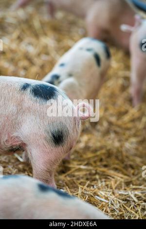 Schweinefleisch, gestreifter Schwanz, Schweinefleisch, gestreifte Schwänze Stockfoto