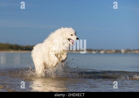 Ein flauschiger weißer Samoyed Dog springt durch das Wasser am Strand. Stockfoto