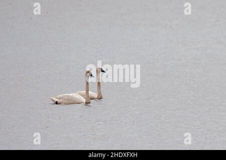 Zwei anmutige Schwäne schwimmen zusammen auf dem Phantom Lake im Crex Meadows State Wildlife Area, Grantsburg, Wisconsin, USA. Stockfoto