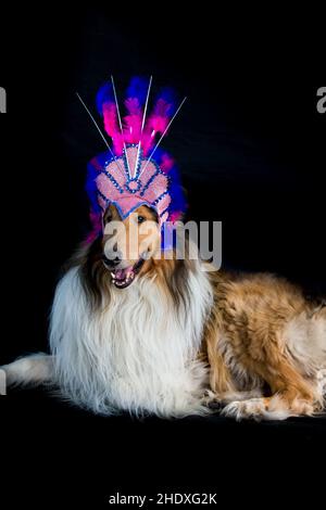 Portrait eines rauhen Collie mit Federkopfbezüge für Karneval isoliert auf schwarzem Hintergrund Stockfoto
