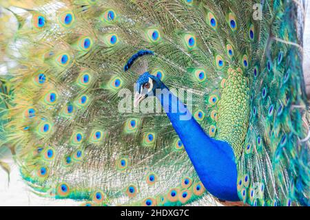 Gefieder, Pfau, Gefieder, Pfauen Stockfoto