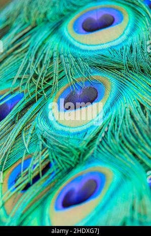 pfauenschmetterling, Pfauenfeder, Pfauenschmetterlinge, Pfauenfedern Stockfoto