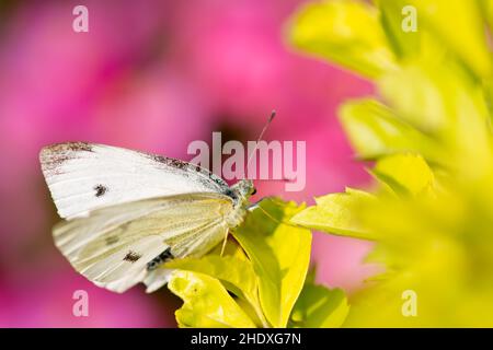 Schmetterling, pieris canidia, Schmetterlinge, indischer Kohl weiß Stockfoto