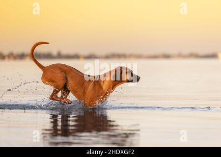 Rhodesian Ridgeback Hund, der im Morgenlicht durch den Ozean springt. Stockfoto