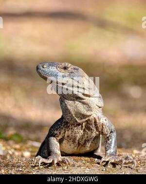 Hauptportrait eines sehr beeindruckenden Eidechsenschwanziguanas (Ctenosaura similis) im Nationalpark Carara, Costa Rica. Stockfoto