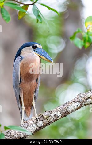 Der in Mangroven-Sümpfen im Fluss Tarcoles verborgene Reiher (Cochlearius cochlearius). Tier- und Vogelbeobachtung in Costa Rica. Stockfoto