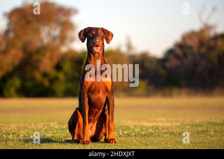 Braunes Dobermann-Porträt vor natürlichem Hintergrund in goldenem Licht. Stockfoto