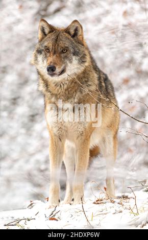 Porträt eines europäischen Wolfes im nationalpark bayerischer Wald, Ludwigsthal Stockfoto