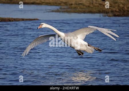 Mute Swan auf dem Flug in Slimbridge WWT Gloucestershire UK Stockfoto
