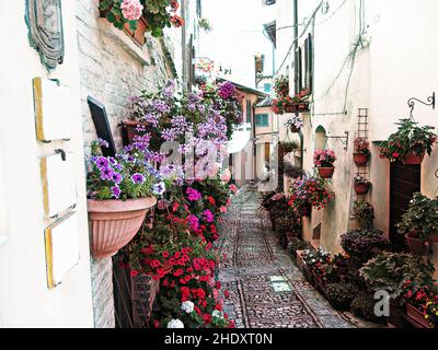 Fenster, Balkon und Blumengassen in Spello - Provinz Perugia, Italien . Künstlerische Darstellung Stockfoto